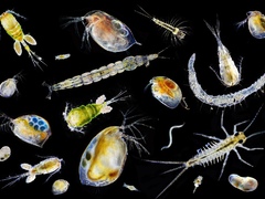 Кормовой планктон